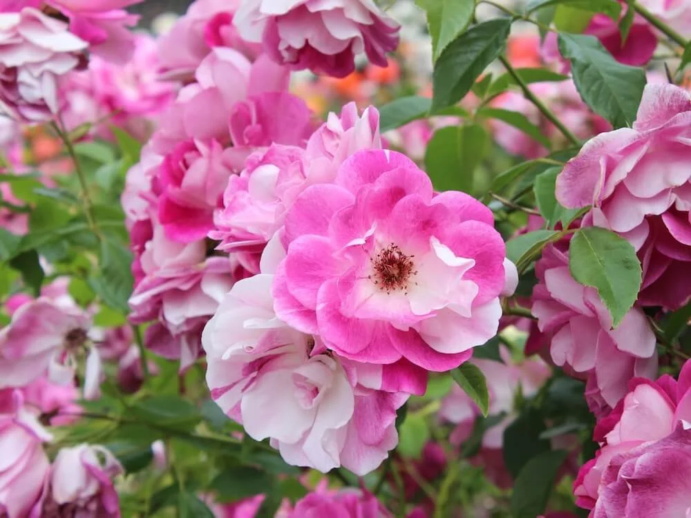 Rosa 'Olivia Rose Austin' (Olivia Rose Austin English Rose